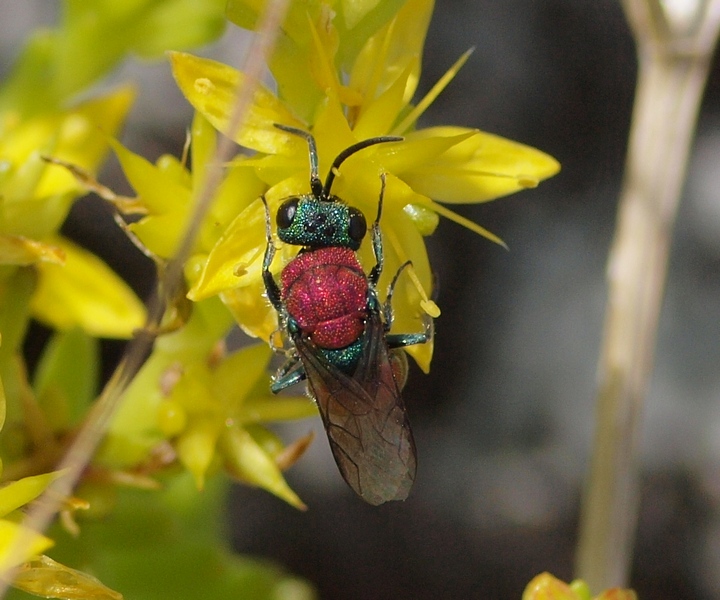 Chrysididae